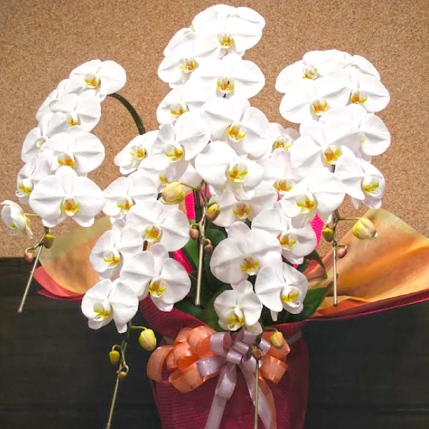 胡蝶蘭のサンプル写真